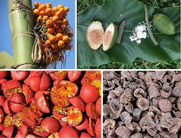 Dried Areca Nut