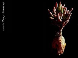 Image result for Macrotyloma ellipticum