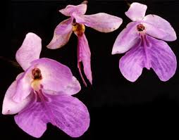 Image result for Brachycorythis buchananii