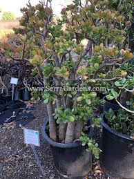 Silver dollar plant, silver jade synonyme(s): Crassula Ovata Cacti Com