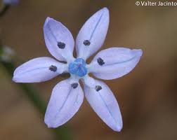 Image result for Scilla benguellensis