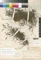 Image result for Micromeria imbricata