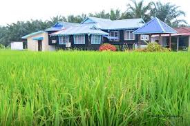 Kampung sederhana yang sejuk dan indah karena masih banyak pohon yang rindang. 5 Homestay Dengan Pemandangan Sawah Padi Yang Indah Di Selangor