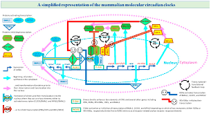 Clocks & Sleep | Free Full-Text | A Review of Evidence for the Involvement  of the Circadian Clock Genes into Malignant Transformation of Thyroid Tissue