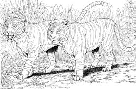 Two Tigers Coloring Page Cat Coloring Page Animal Coloring Pages Coloring Pages