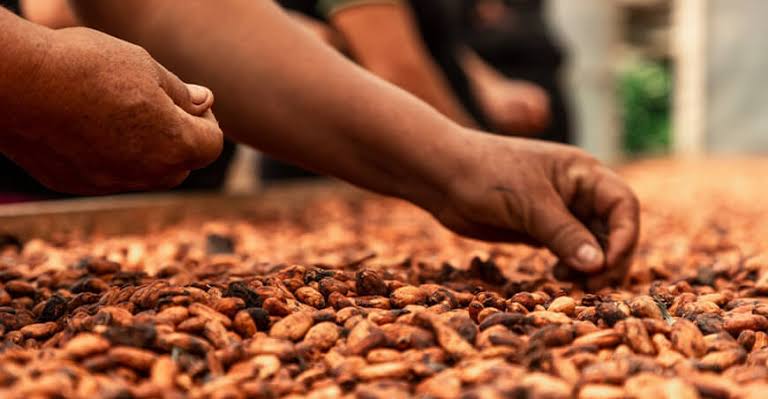 Cooperativa de Junín exportó por primera vez cacao a Europa