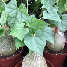 Image result for Gerrardanthus lobatus