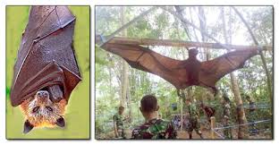 Check spelling or type a new query. The Giant Golden Crowned Flying Fox Album On Imgur