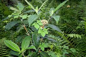 Image result for Momordica pterocarpa