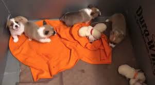 Check spelling or type a new query. Texas Corgi Adopts 4 Orphaned Labrador Puppies After She Was Rescued From Puppy Mill