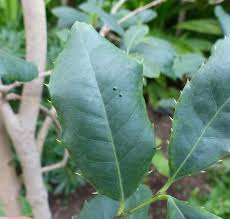 Image result for Elaeodendron croceum