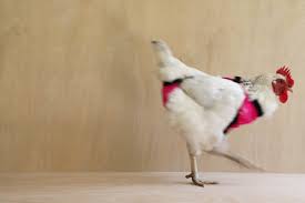 Chicken diapers may have seemed like a harebrained idea a few years back, but now it is keep reading to learn all you need to know about chicken diapers including how to use them and which i ended up making her a diaper/bag out of a sock. Chicken Lingerie Drinking With Chickens