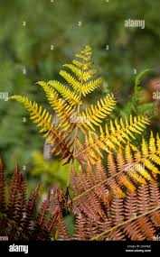 Image result for Dennstaedtiaceae