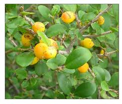 Image result for Diospyros ferrea