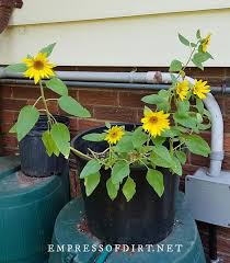 Once you are successful in germinating and transplanting seedlings then you will need to take good care of sunflower plant. How To Grow Sunflowers And What To Avoid Empress Of Dirt