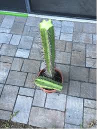 Is this a good or a bad thing for the child? How To Fix A Broken Cactus Gardening Landscaping Stack Exchange