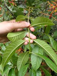 Image result for Vitex thyrsiflora