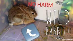 How To Catch And Hold A Wild Rabbit Peregrinefalconlover Youtube