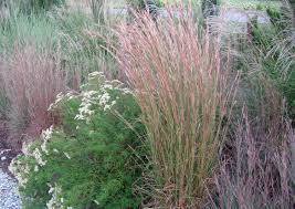 Image result for Andropogon schirensis