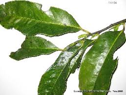Image result for Diospyros sp. no. 1 sensu FZ