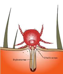 Image result for Trombicula autumnalis