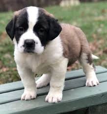 Rottweiler puppy, stuffed animal giant. Saint Bernard For Sale Craigslist Goldenacresdogs Com Saint Bernard Puppies For Sale On Crai Dogs And Puppies For Sale Adoption Puppies Akita Puppies For Sale