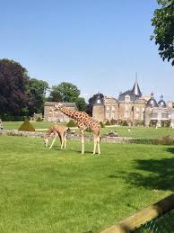 Girafes Baroques Girafes Region Normandie Chateau
