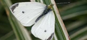 I think it's cute though, so here's a short. Cabbage White Butterfly Guide