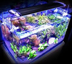 Protein skimmer 1000 filter aquarium penjernih air laut: Hal Yang Harus Diperhatikan Jika Ingin Membuat Akuaruim Air Laut Sakti Desain