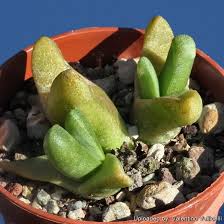 Image result for Tricalysia pallens