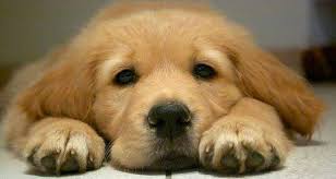 How To Train A Puppy Their Name Totally Goldens