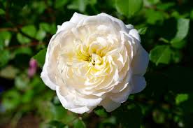 The blooms are rich cream at first, paling to almost pure white. Rosa Roses The Obsessed Gardener