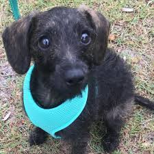 Insist on a raw meat diet. Myah Small Female Dachshund X Poodle Mix Dog In Nsw Petrescue