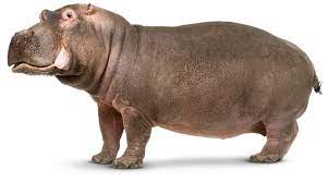 Found On Bing From Www Dkfindout Com Hippopotamus Animals Wild Hippo Facts