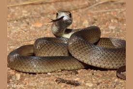 The Most Dangerous Snakes In The World In 2021 Dangerous Animals In Australia Australia Animals Dangerous Animals