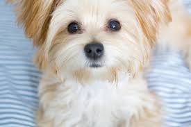 morkie puppies facts and videos lovetoknow