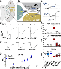 The committee's final report scolded the railroads for their rebate policies and cited standard oil as an example. The Glial Sodium Potassium 2 Chloride Cotransporter Is Required For Synaptic Transmission In The Drosophila Visual System Scientific Reports