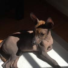 pin on perro xoloitzcuintle