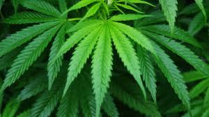 Vous avez également la possibilité de les faire pousser dans votre salon. Des Peines Legeres Pour Les Membres Du Cannabis Social Club De Namur