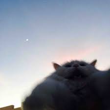 Tried To Take A Picture Of My Cat With The Sky As The Backdrop Cats Cute Cats Cute Animals