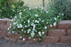 Groundcover Trailing Lantana Lantana Montevidensis Trailing White Plants Front Flower Beds Lantana