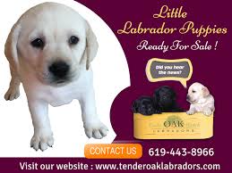 Congratulations to jade and her owner johnathan, puppies are here!!! White Labrador Pet Shop In San Diego Tender Oak Ranch Labradors