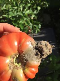Image result for tomato seedling botrytis