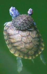 Keith Domingue On Twitter Animals Cute Animals Baby Turtles