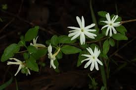 Image result for Jasminum stenolobum