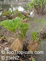 Image result for Gunnera