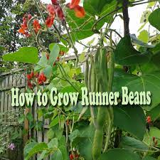The runner bean (phaseolus coccineus) is a kind of bean commonly grown in gardens. How To Grow Runner Beans Dengarden