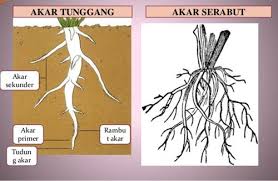 Pengertian Akar Serabutciricirifungsicontoh Akar Serabut Http Ift Tt 2os3syb