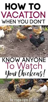 What To Do With Chickens When On Vacation Keeping Chickens Chicken Diy Chickens Backyard