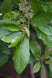 Image result for Maesa lanceolata